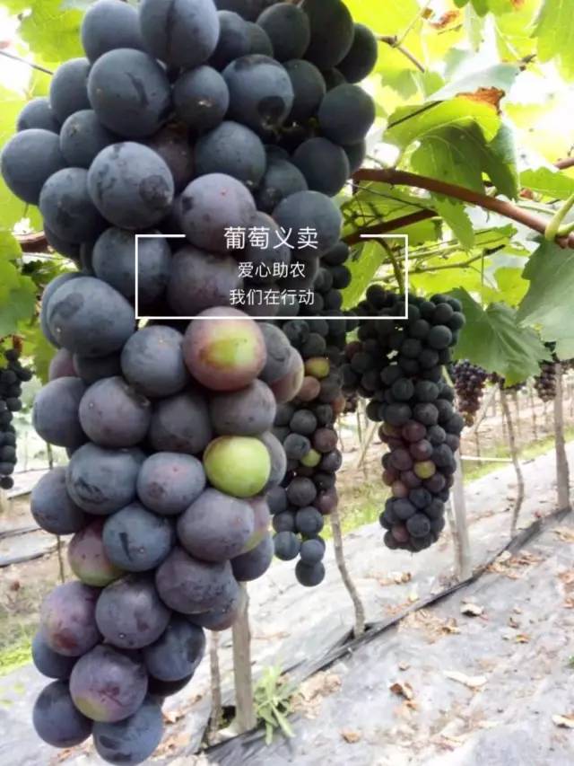 微微发酸,皮紧沾果肉,可不吐皮 是中国市场上最为好吃的葡萄品种之一