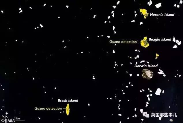 (图中雪地里灰褐色的阴影就是nasa卫星拍到的阿德利企鹅屎.