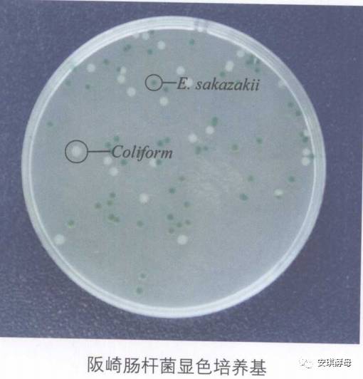 【第一届中国微生物培养皿艺术大赛】培养皿绘画之