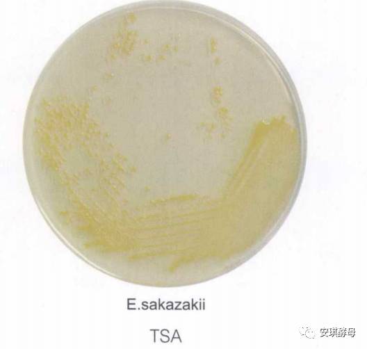 【第一届中国微生物培养皿艺术大赛】培养皿绘画之