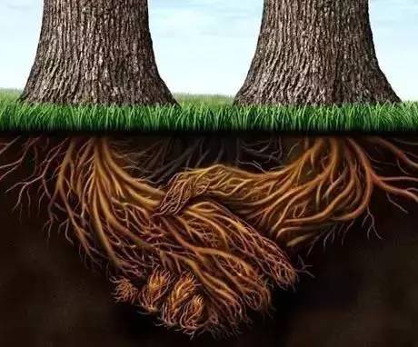 自古以来,人们就把肥料,施肥和植物的根系联系起来.
