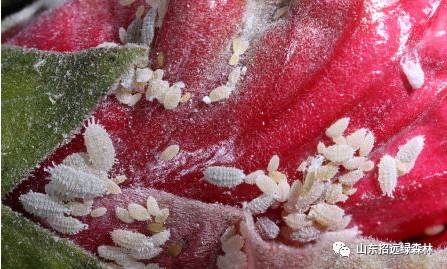 栀子花介壳虫怎么办