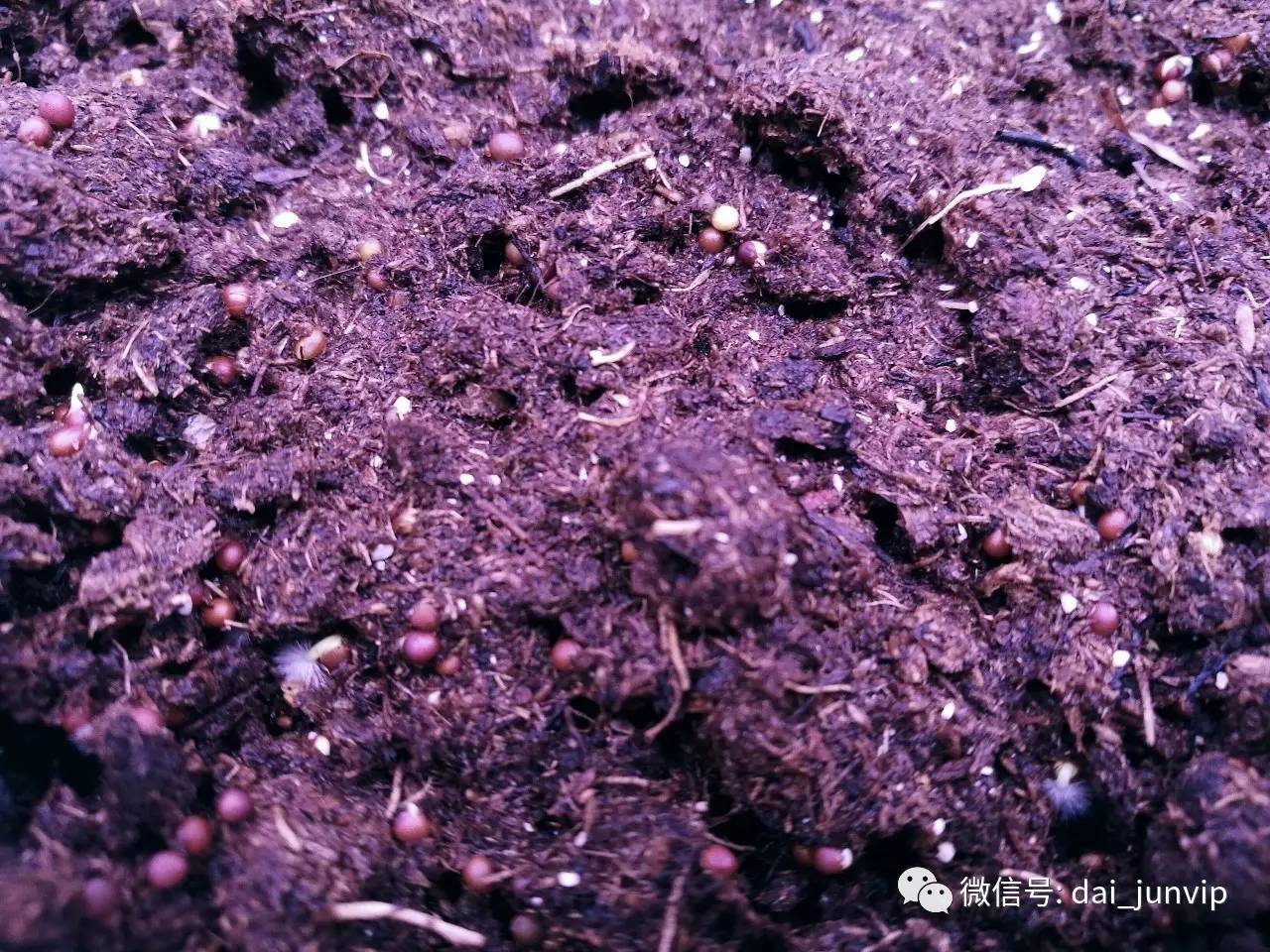 下面的这张图,就是芬兰进口的泥炭土, 特别美的紫色土壤上,长满了鲜嫩