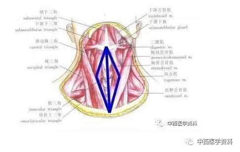 颈部解剖