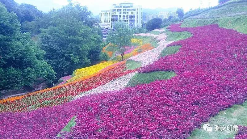 雅安这个神秘的花海,你去过吗?