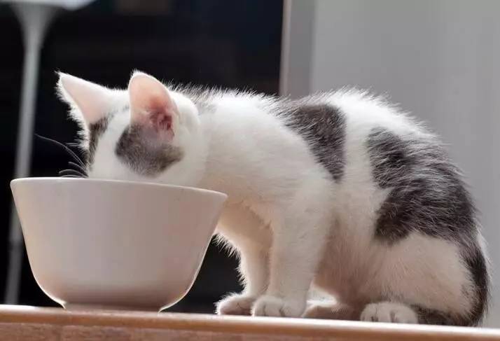 猫咪喝水事小却影响健康,不容忽视!