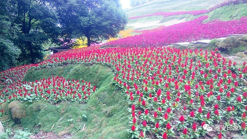 雅安这个神秘的花海,你去过吗?