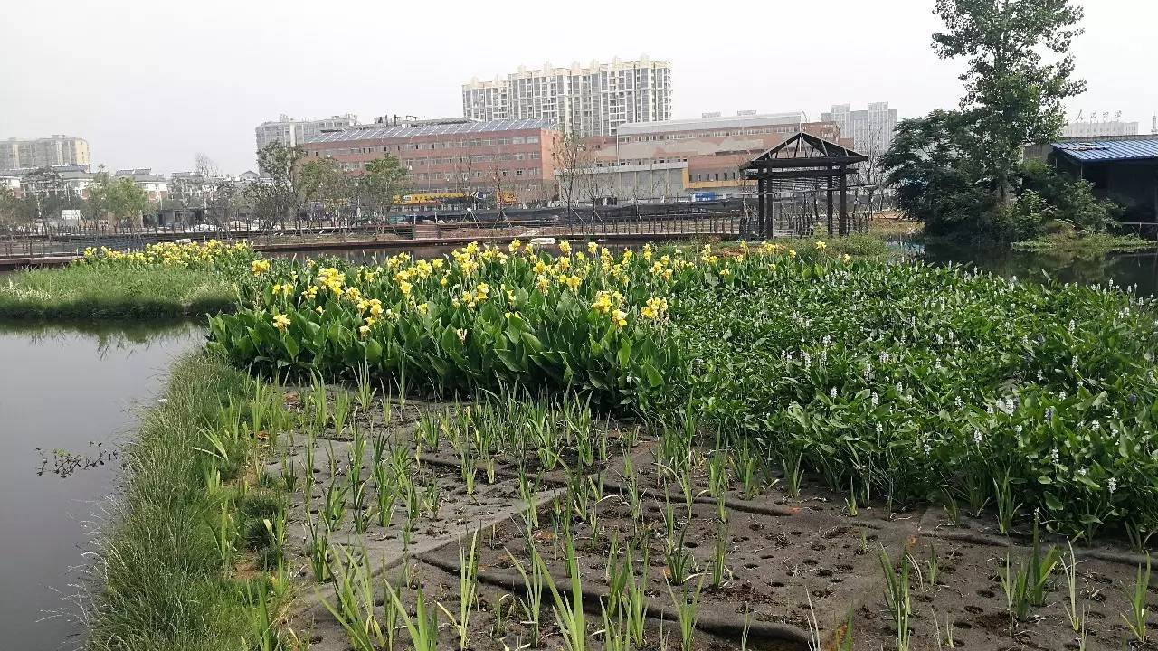 水面采用国际一流的浮动湿地构建技术,利用植物根系吸收,同化的作用