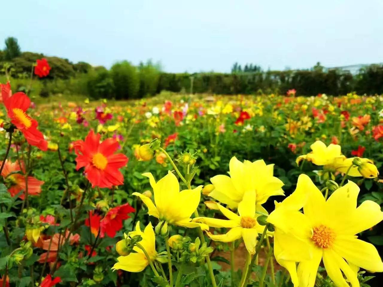 7月8,9日连续二天都发团:日照花仙子景区 龙门崮水上世界乐园 龙门大