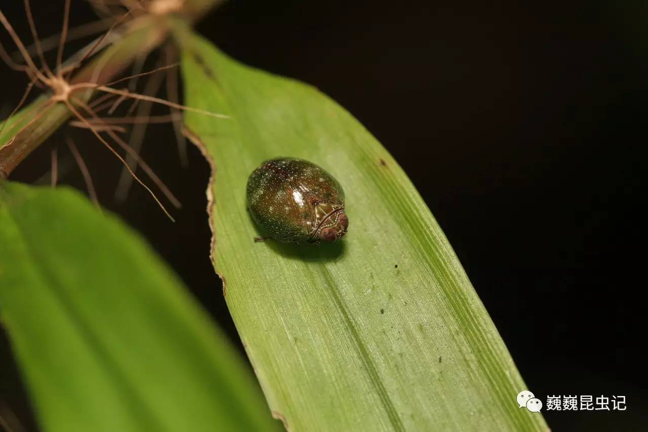 虫谱大观瓢蜡蝉