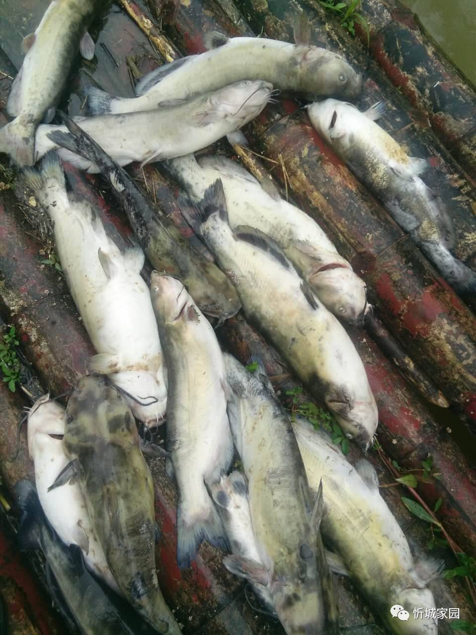 关于红渡镇红水河网箱养鱼户发现死鱼的情况续报