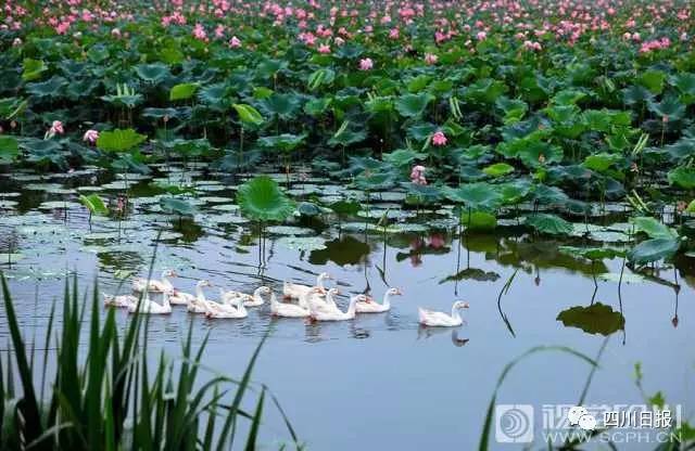 地址:成都市双流公兴镇 特点:公兴镇的荷花是出了名的,规模较大,荷塘