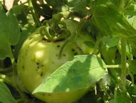 【作物病害】番茄常见细菌性病害的症状与防治