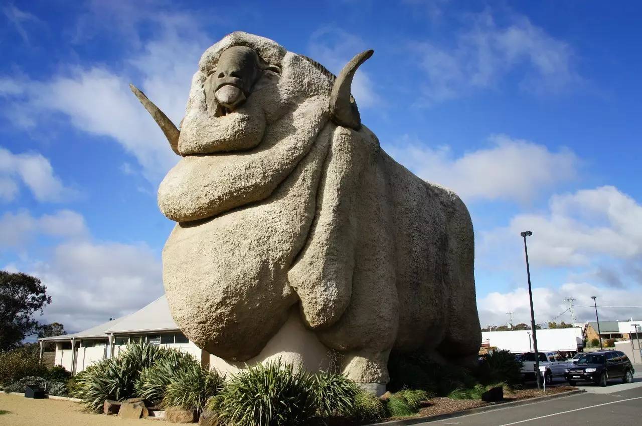 大美利奴羊(the big merino)