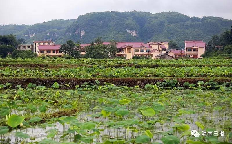 海南日报记者日前实地走访塘约村,探寻塘约致富法宝,为大家解开这个