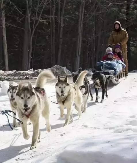 在历史上,因纽特人训练它们拉雪橇,当幼犬两个月大的时候,幼犬将会和