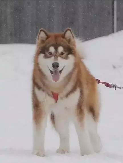 在历史上,因纽特人训练它们拉雪橇,当幼犬两个月大的时候,幼犬将会和