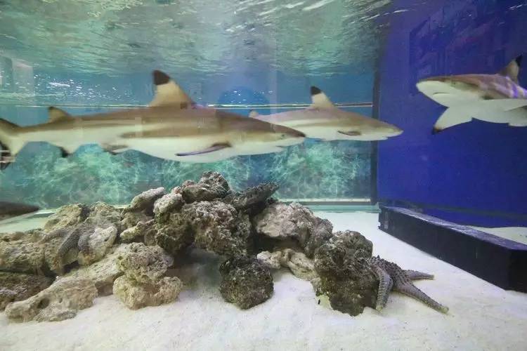 鲨鱼来啦!宝泰购物广场与您相约亮点水族海底狂鲨季!