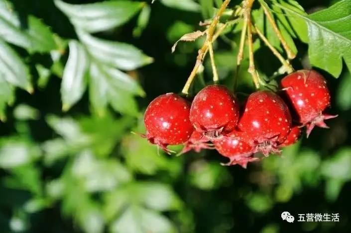 紫果紫形茄 天然越橘遍山坡 踏青陶醉心意惬 山里红 树结红果胜山楂