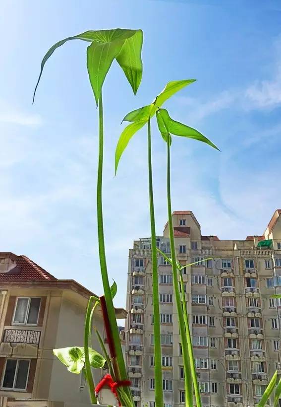 水中茹菇渐远作者:杨佩秋 摄影:严翰平通联:闻喜路555弄居民区【恋恋