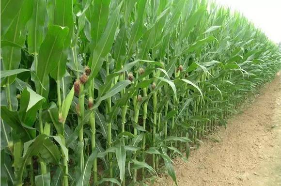 河北省玉米品种生产试验记载档案