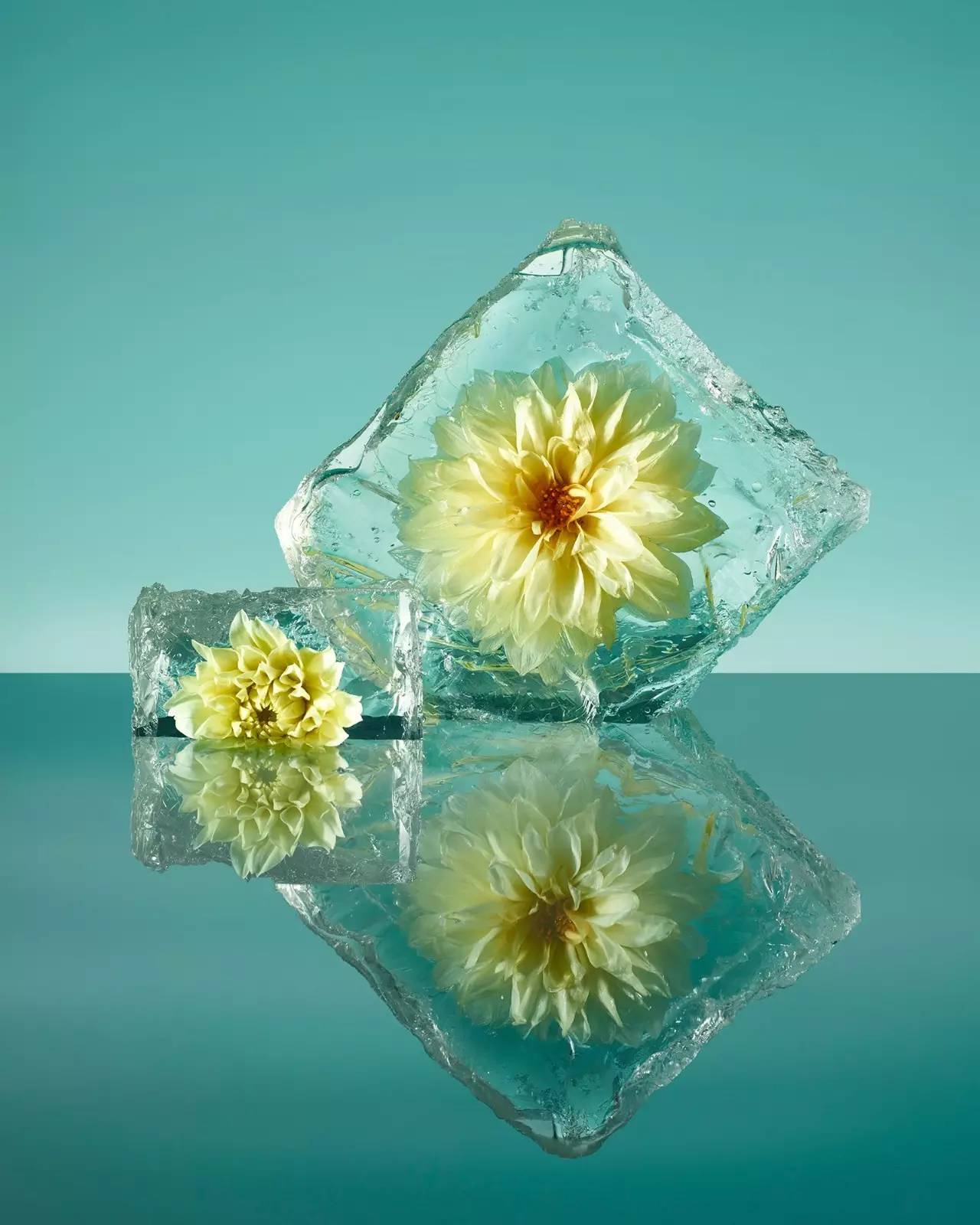 艺术之光 | 冰冻——光影与花朵