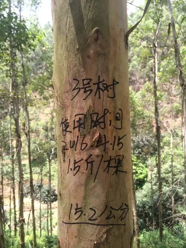 用肥案例:2016年3月20日廖大哥使用广桉牌专业桉树肥1.2斤/株.
