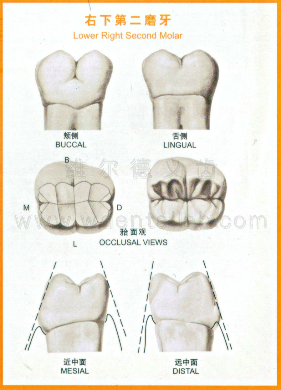 右下第二磨牙右上第二磨牙右下第一磨牙右上第一磨牙右下第二前磨牙右