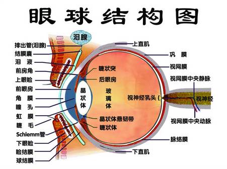 与紫外线相关的眼球疾病很多,从外到内常见的有眼睑,结膜,角膜,晶体