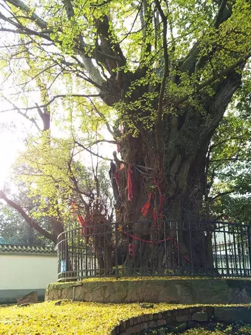 在龙泉驿区茶店镇的石经寺内, 两株银杏古树每年秋冬时节, 纷纷扬扬的