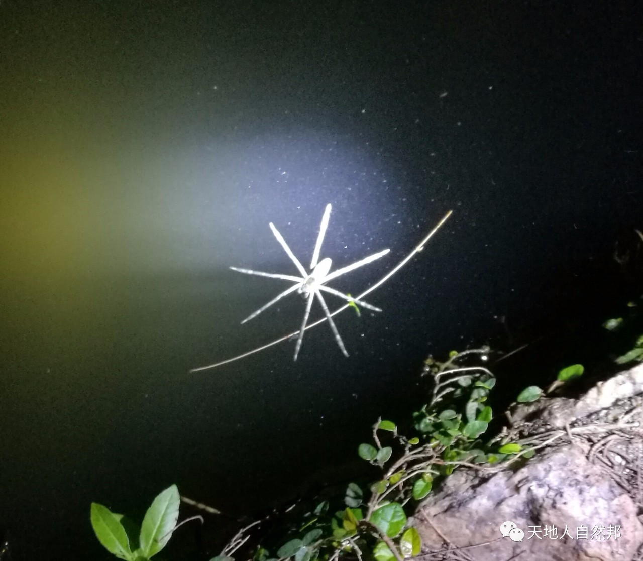 【水蜘蛛摄影图片】生态摄影_太平洋电脑网摄影部落