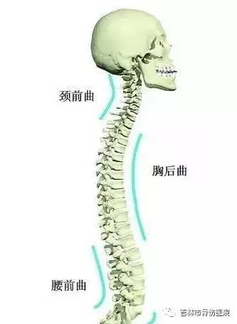 健康的背部有四个自然的曲度(如下图),颈椎及腰椎的前曲,胸椎和骶椎的