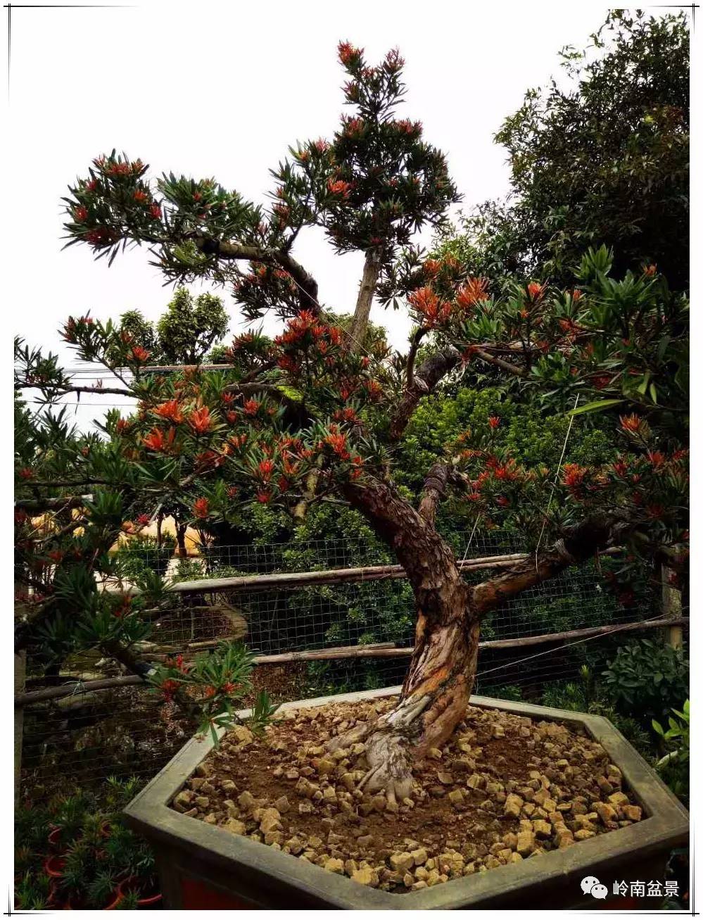 一年四季都发红芽,在整一年中相比其它红芽罗汉松,红芽持续时间最长