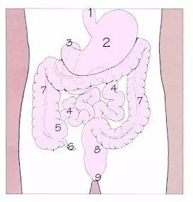 6=阑尾, 7=结肠, 8=直肠, 9=肛门 (正面视图) 美国亚利桑那大学解剖