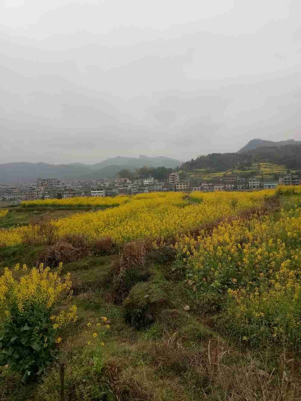 最美家乡|田心镇之"江南村"