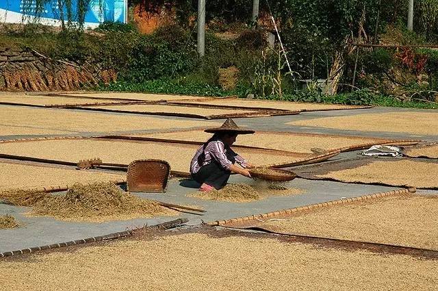 德庆网友发来视频晒谷晒出成片青芽现场传来笑声割禾晒谷遇上雨天应对