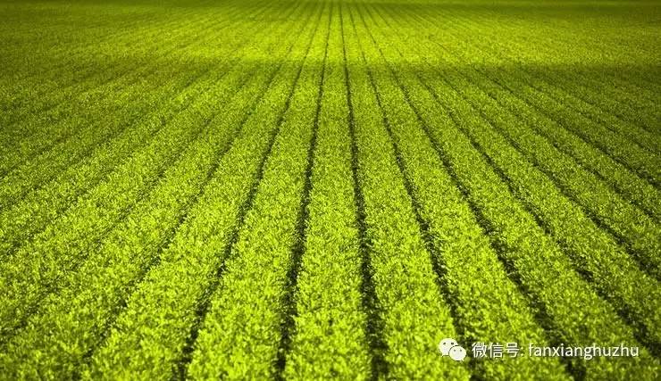 中国现代农业的社会模型以及产业现状分析