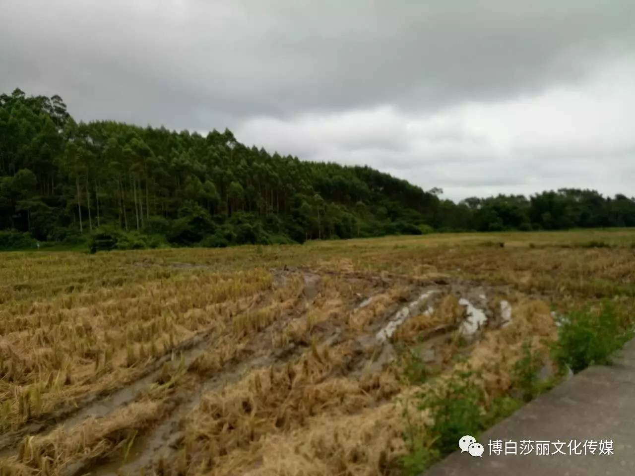 广西博白县多少人口_广西博白县地图