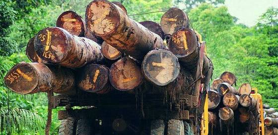 市场丨7月木材:越南关税再涨、运费下调影响价