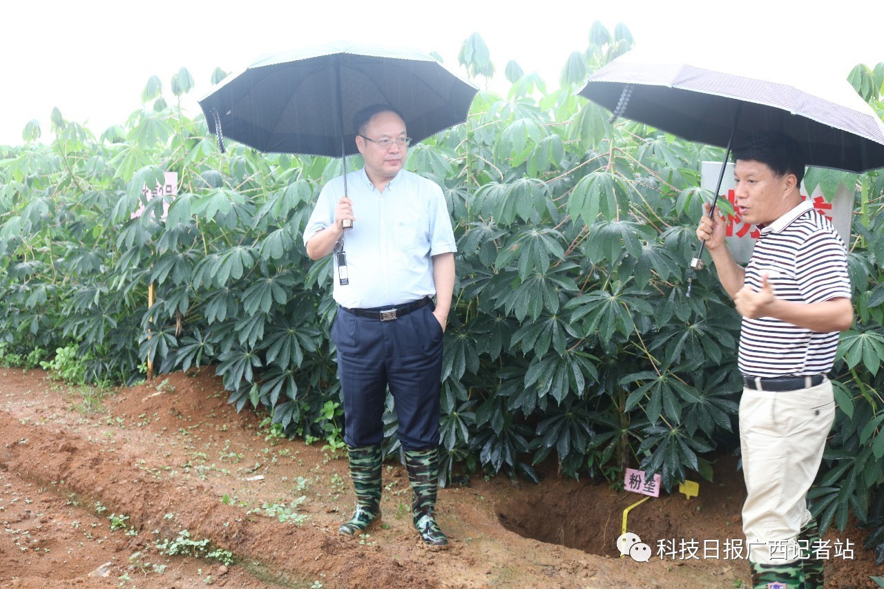 曹坤华到广西农科院粉垄技术综合研究示范基地调研