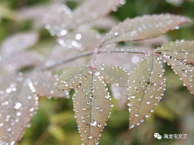 雨住了,心也野够了,活脱脱一个个落汤鸡的形象,带着满裤脚的泥沙跑回