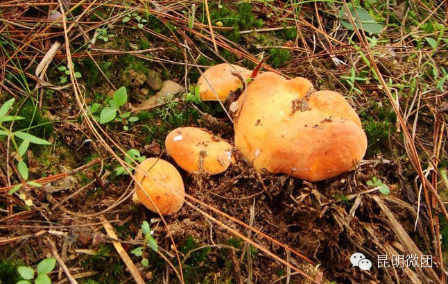 最全云南食用野生菌大盘点(云南人一定得转)