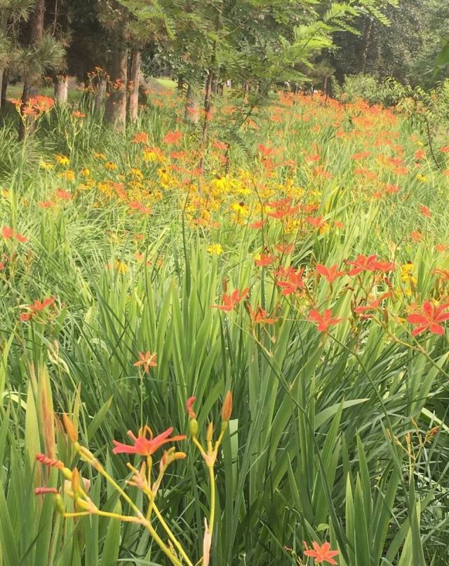 作用射干花枝招展,花朵艳丽,生长建壮,栽培容易,一次种植可开花数年