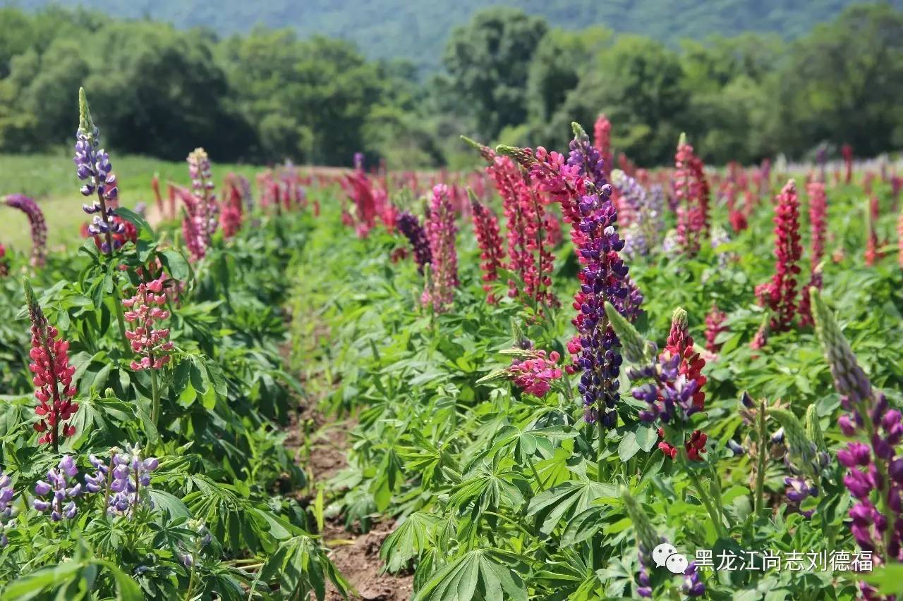 旅游中药帽儿山花海鲁冰花稻草人主题乐园欢迎您的到来