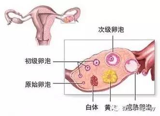 女性突然下腹疼痛,警惕卵巢破裂!