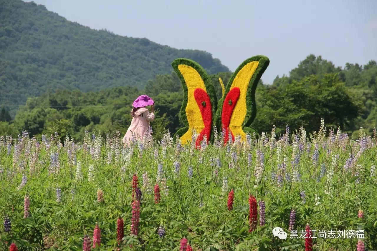 旅游中药帽儿山花海鲁冰花稻草人主题乐园欢迎您的到来