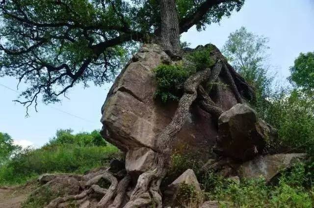 【魅力华亭】关山千年名树"树抱石"石抱树"