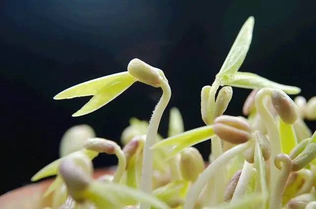 黄豆这些食物发芽更有益建议:芋头发芽可以食用,但也应尽量避免.