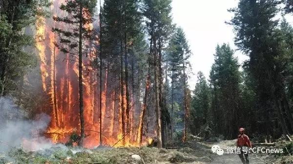 野火燎原，烧红了天！B.C.省爆发10年来最严重森林火灾！超过1万4千人撤离！挺住！！