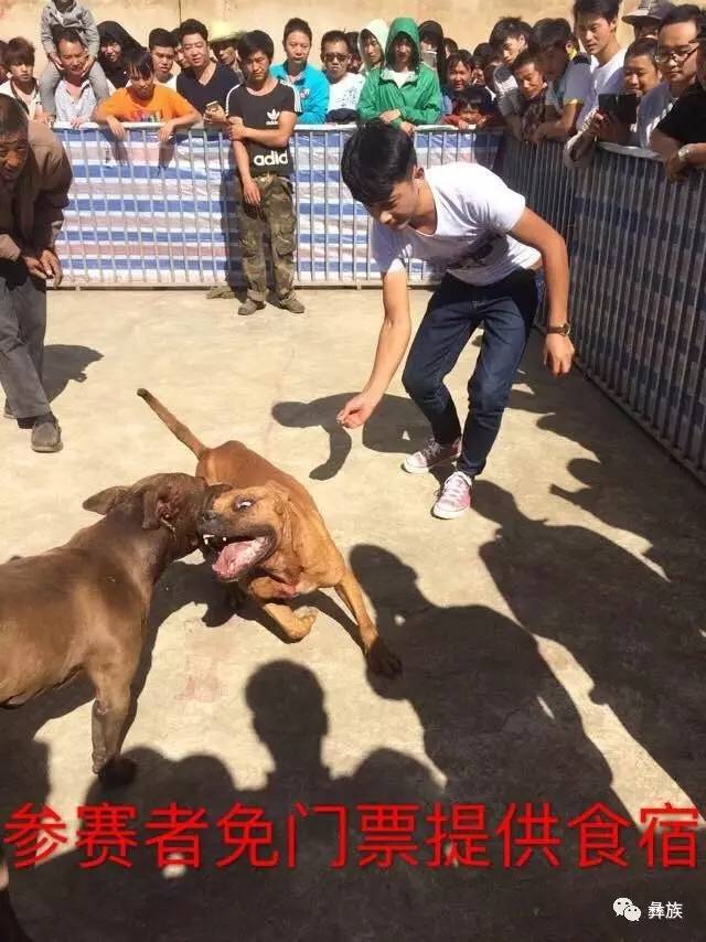 云南比特犬俱乐部猛犬竞技大赛7月16在禄劝开战啦